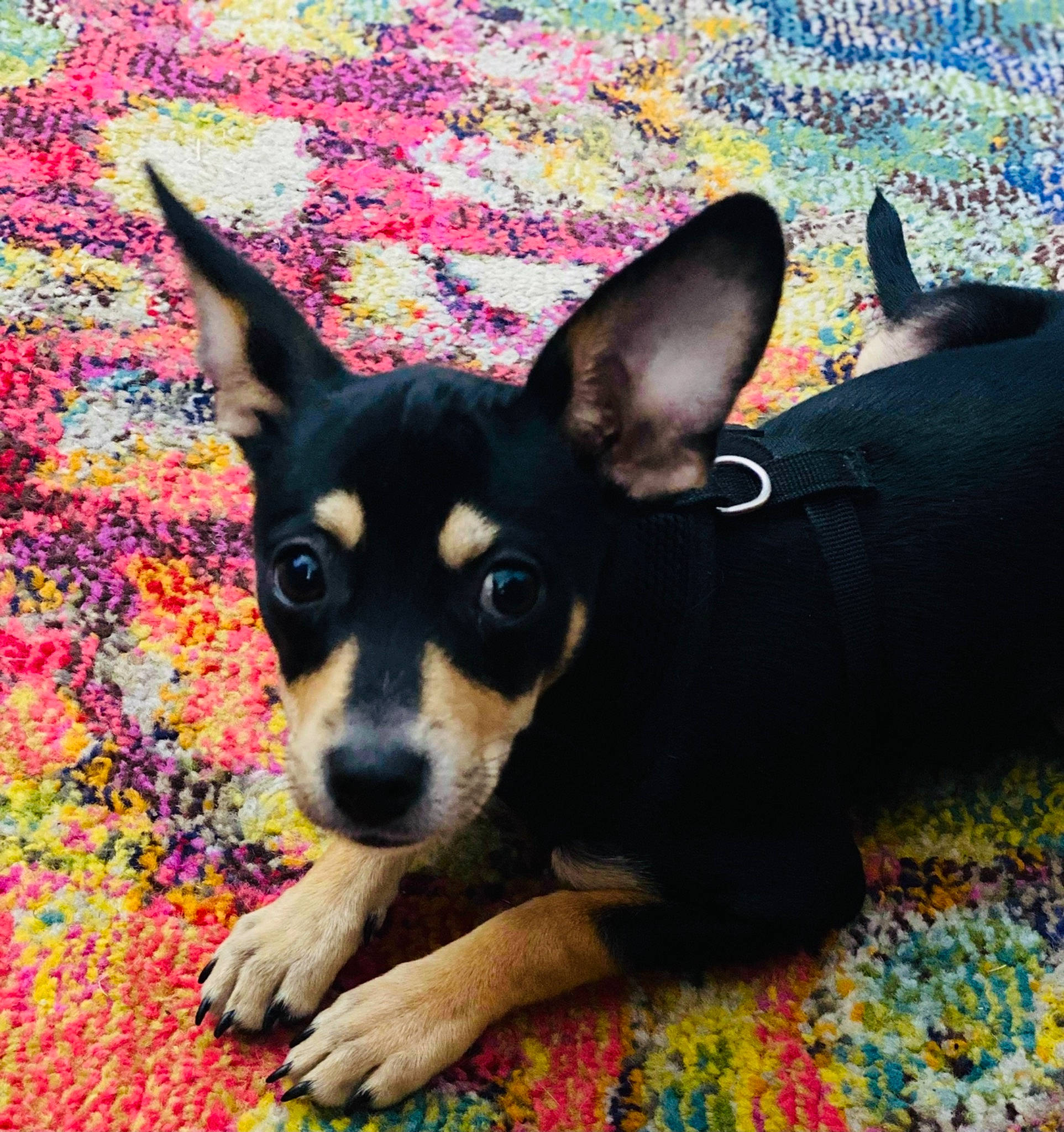 Luka is registered to the contest to win money with this photo: canidae, carnivore, chihuahua, comfort, companion_dog, corgi_chihuahua, dog, dog_breed, ear, fawn, fur, grass, prazsky_krysarik, puppy, russkiy_toy, snout, sporting_group, toy_dog, whiskers, working_animal