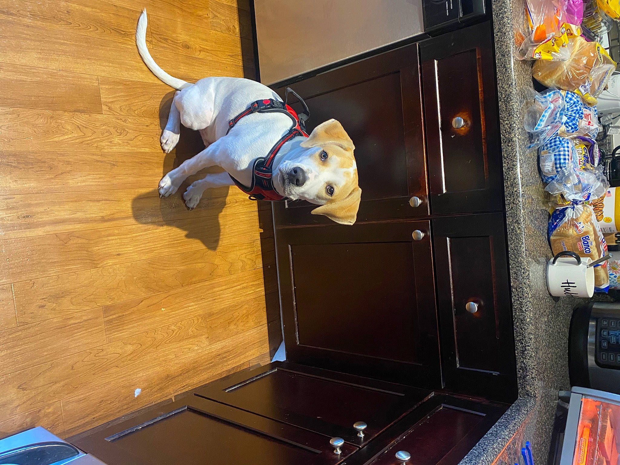 Spud is registered to the contest to win money with this photo: canidae, carnivore, companion_dog, dog, dog_breed, fawn, flooring, fun, hardwood, hat, laminate_flooring, machine, recreation, room, sporting_group, varnish, wood, wood_flooring, wood_stain, working_animal