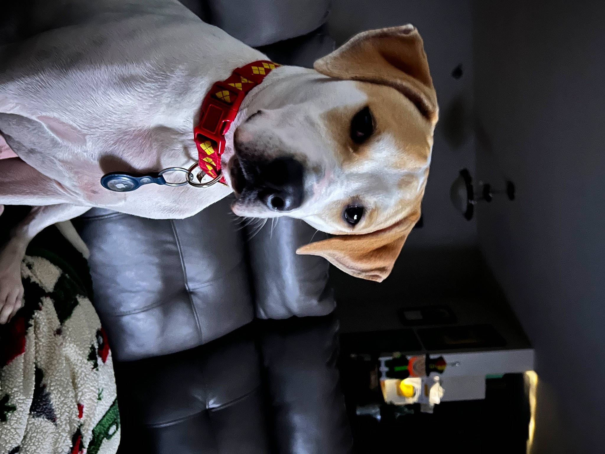 Spud is registered to the contest to win money with this photo: bone, canidae, carmine, carnivore, collar, companion_dog, dog, dog_breed, dog_collar, dog_supply, fawn, fur, jaw, non_sporting_group, sleeve, snout, sporting_group, working_animal