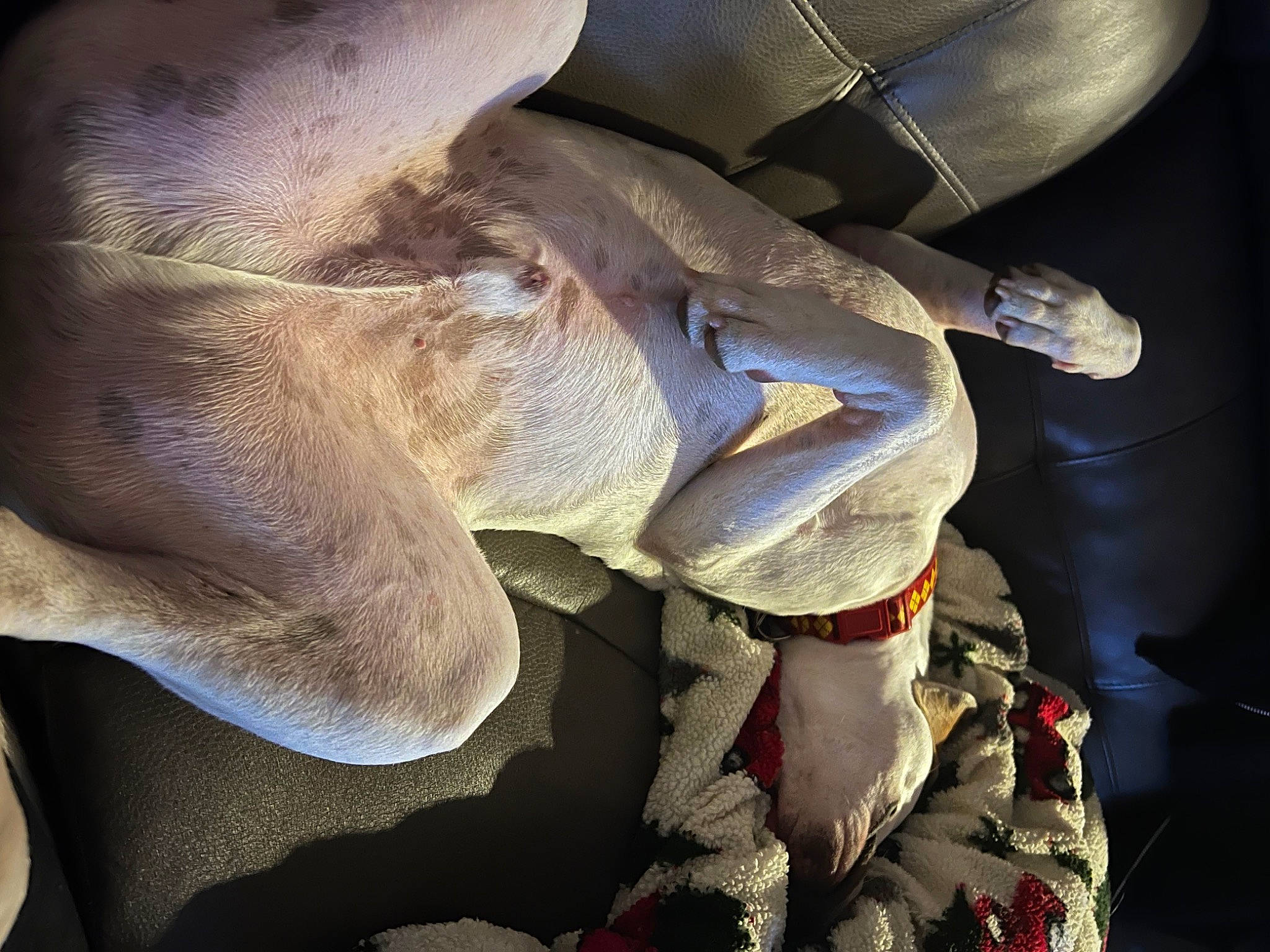 Spud is registered to the contest to win money with this photo: auto_part, carmine, comfort, electric_blue, fashion_accessory, human_body, human_leg, knee, linens, personal_protective_equipment, petal, tints_and_shades, toy