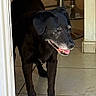 animal, black_dog, canine, dog, domestic_animal, doorway, ears, floor, four_legs, fur, happy, house, indoor, old_dog, pet, smiling, snout, standing, tile_floor, tongue_out