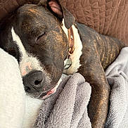 Hulk a rejoint le concours — aidez-le/la à gagner de superbes lots ! blanket, brindle, brown, canine, closeup, collar, comfort, cozy, dog, ear, fur, indoors, nap, pet, quilted, relaxation, resting, sleeping, snout, soft