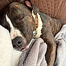 blanket, brindle, brown, canine, closeup, collar, comfort, cozy, dog, ear, fur, indoors, nap, pet, quilted, relaxation, resting, sleeping, snout, soft