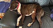 Hulk participe au concours pour gagner de l'argent avec cette photo : black, brindle, brown, collar, comfort, couch, dog, domestic, fur, household, indoor, leather, nap, paw, pet, relaxed, resting, side_view, sleeping, white