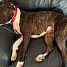 black, brindle, brown, collar, comfort, couch, dog, domestic, fur, household, indoor, leather, nap, paw, pet, relaxed, resting, side_view, sleeping, white