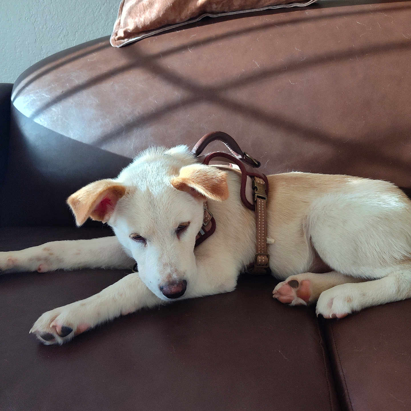 Max joined the competition — help win amazing prizes! animal, brown_couch, cozy, dog, ears, fur, harness, home, indoor, leather_couch, nose, paws, pet, puppy, relaxing, resting, shadows, sleepy, sunlight, white_dog