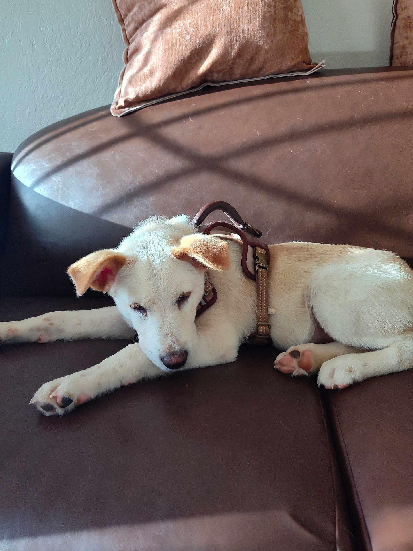 Max joined the competition — help win amazing prizes! dog, puppy, white_dog, leather_couch, brown_couch, harness, indoor, sunlight, shadows, relaxing, pet, animal, sleepy, ears, paws, fur, nose, resting, cozy, home