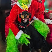 Keanu is registered to the contest to win money with this photo: dog, doberman, grinch, costume, santa_suit, christmas, holiday, red_chair, green_fur, reindeer_antlers, festive, smiling_dog, decoration, tinsel, rope_barrier, indoor, portrait, celebration, animal, person_in_costume