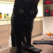 Noirot a rejoint le concours — aidez-le/la à gagner de superbes lots ! animal, black_cat, cat, chair, cushion, ears, electronics, feline, funny, home, indoors, kitchen, living_room, pet, portrait, remote_control, standing, television_remote, whiskers, wide_eyed