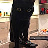 animal, black_cat, cat, chair, cushion, ears, electronics, feline, funny, home, indoors, kitchen, living_room, pet, portrait, remote_control, standing, television_remote, whiskers, wide_eyed