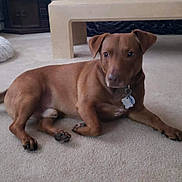 Mocha joined the competition — help win amazing prizes! dog, brown_dog, indoor, carpet, pet_bed, tail_wagging, dog_tag, furniture, wooden_cabinet, floor, relaxed, canine, domestic_animal, paw, ears, collar, pet, living_room, home, animal