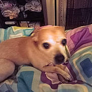 Stanley joined the competition — help win amazing prizes! dog, small_dog, tan_dog, blanket, patterned_blanket, indoor, bedroom, furniture, shelf, clothing, folded_clothes, pet, animal, cozy, resting, blurred, cute, companion, domestic_animal, lying_down