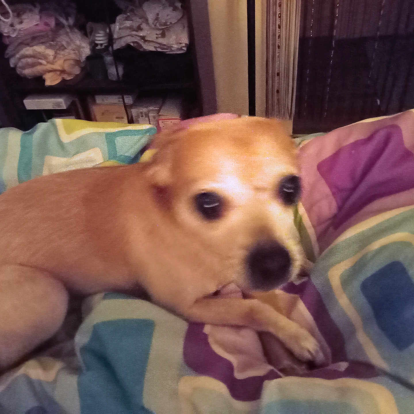 Stanley joined the competition — help win amazing prizes! dog, small_dog, tan_dog, blanket, patterned_blanket, indoor, bedroom, furniture, shelf, clothing, folded_clothes, pet, animal, cozy, resting, blurred, cute, companion, domestic_animal, lying_down