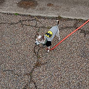 Stanley joined the competition — help win amazing prizes! animal, batman_shirt, canine, casual, costume, cracked_pavement, curb, daytime, dog, grass, leash, outdoor, pavement, pet, sidewalk, small_dog, standing, street, superhero, walking