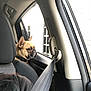 Mayhem is registered to the contest to win money with this photo: animal, black_and_tan, car, collar, daylight, dog, ears, french_bulldog, head, human_clothing, indoor, looking_out, pet, seat, seatbelt, shoulder, side_view, transportation, vehicle_interior, window