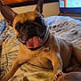 animal, arm, bed, blanket, canine, closeup, cozy, cute, dog, domestic, french_bulldog, indoor, paw, pet, playful, resting, smiling, tattoo, tongue_out, warm_lighting