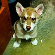 Luna Sue is registered to the contest to win money with this photo: puppy, dog, heterochromia, carpet, indoor, pet, animal, cute, ears, brown, white_paws, sitting, young, face, fur, canine, curious, looking_up, floor, door