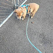 Rhys is registered to the contest to win money with this photo: puppy, dog, tan_dog, harness, leash, chain_link_fence, outdoor, asphalt, pavement, walking, pet, canine, animal, standing, curious, blue_harness, turquoise_leash, autumn_leaves, colorful_shoes, photograph
