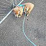 puppy, dog, tan_dog, harness, leash, chain_link_fence, outdoor, asphalt, pavement, walking, pet, canine, animal, standing, curious, blue_harness, turquoise_leash, autumn_leaves, colorful_shoes, photograph
