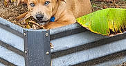 Rhys joined the competition — help win amazing prizes! puppy, dog, tan_dog, blue_eyes, animal, pet, sitting, resting, sleeping, portrait, garden, outdoor, banana_plant, tropical, planter, soil, leaves, garden_path, concrete, cute