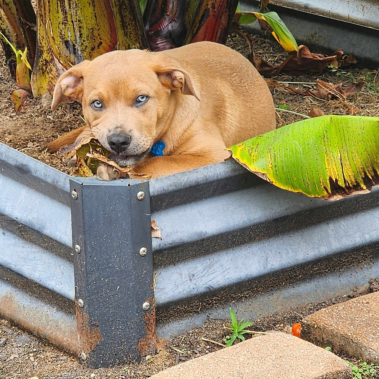 Rhys joined the competition — help win amazing prizes! puppy, dog, tan_dog, blue_eyes, animal, pet, sitting, resting, sleeping, portrait, garden, outdoor, banana_plant, tropical, planter, soil, leaves, garden_path, concrete, cute