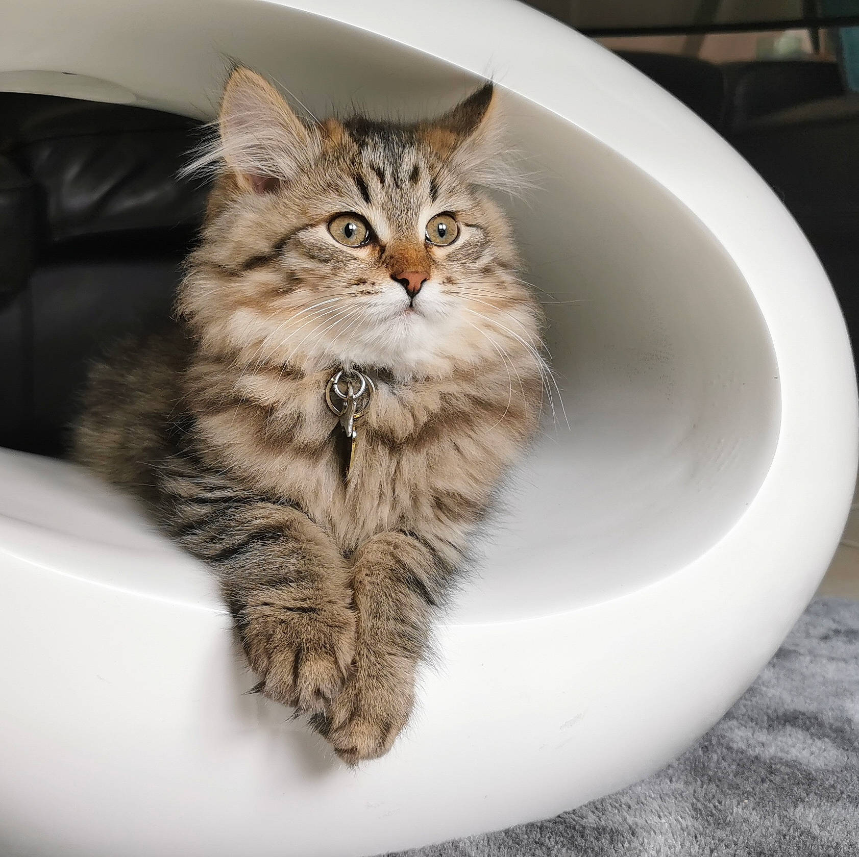 Scarlett' a rejoint le concours — aidez-le/la à gagner de superbes lots ! carnivore, cat, claw, comfort, domestic_short_haired_cat, felidae, fur, maine_coon, paw, small_to_medium_sized_cats, tail, terrestrial_animal, tree, whiskers