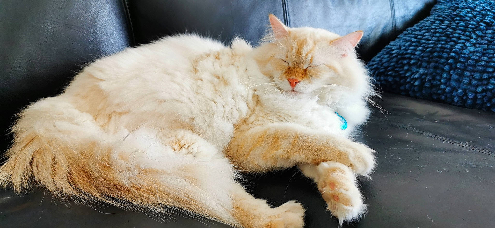 Ryo a rejoint le concours — aidez-le/la à gagner de superbes lots ! carnivore, cat, claw, comfort, fawn, felidae, fur, nap, paw, selkirk_rex, sleep, small_to_medium_sized_cats, snout, tail, whiskers