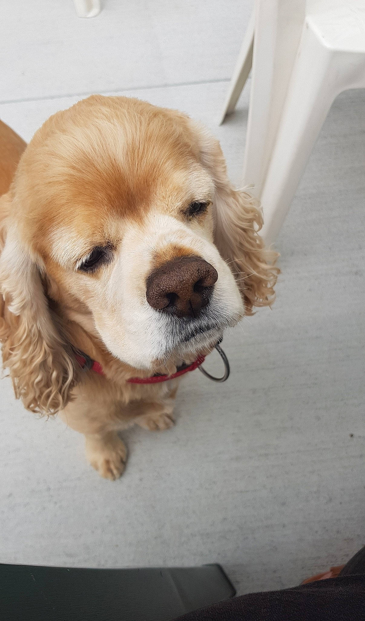 Anakin participe au concours pour gagner de l'argent avec cette photo : american_cocker_spaniel, canidae, carnivore, cocker_spaniel, companion_dog, dog, dog_breed, english_cocker_spaniel, fawn, mammal, puppy, puppy_love, rare_breed_dog, russian_spaniel, snout, spaniel, sporting_group, vertebrate