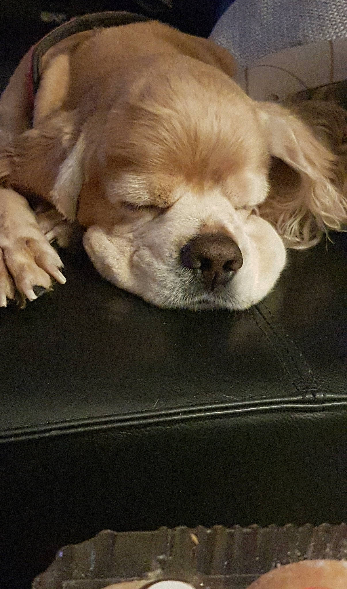 Anakin participe au concours pour gagner de l'argent avec cette photo : american_cocker_spaniel, canidae, carnivore, cocker_spaniel, companion_dog, dog, dog_breed, ear, lhasa_apso, mammal, puppy, puppy_love, shih_tzu, snout, spaniel, sporting_group