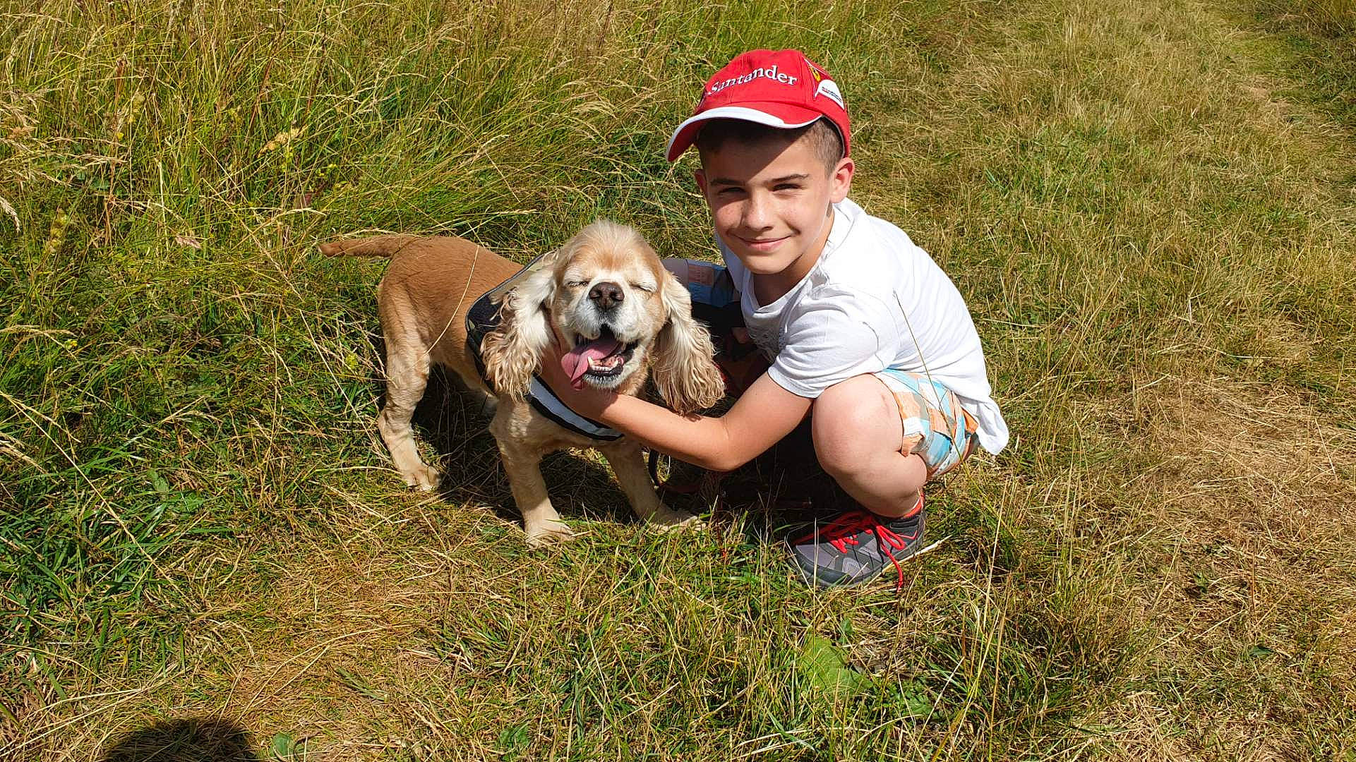 Anakin participe au concours pour gagner de l'argent avec cette photo : boerboel, canidae, carnivore, central_asian_shepherd_dog, dog, dog_breed, fawn, grass, hunting_dog, mammal, sporting_group, vertebrate, working_dog