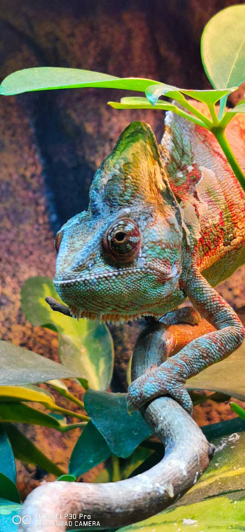 Buck participe au concours pour gagner de l'argent avec cette photo : adaptation, agama, anole, chameleon, common_chameleon, dragon_lizard, green_iguana, iguana, iguania, iguanidae, lizard, mellers_chameleon, reptile, scaled_reptile, terrestrial_animal, trioceros