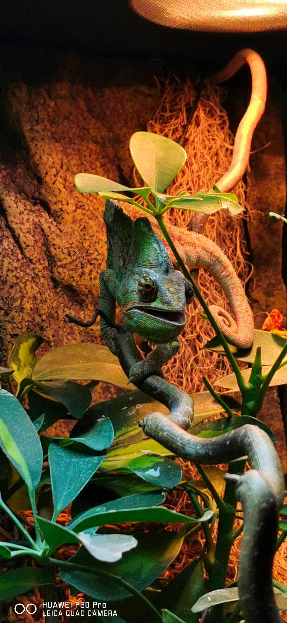 Buck a rejoint le concours — aidez-le/la à gagner de superbes lots ! adaptation, anole, chameleon, common_chameleon, dragon_lizard, iguania, lizard, plant, reptile, scaled_reptile, terrestrial_animal, terrestrial_plant