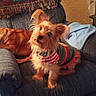 armchair, blanket, brown_dog, canine, chair, collar, costume, dog, dogs, furniture, indoor, living_room, pet, portrait, scruffy_dog, sitting, sleeping, small_dog, striped_clothing, window