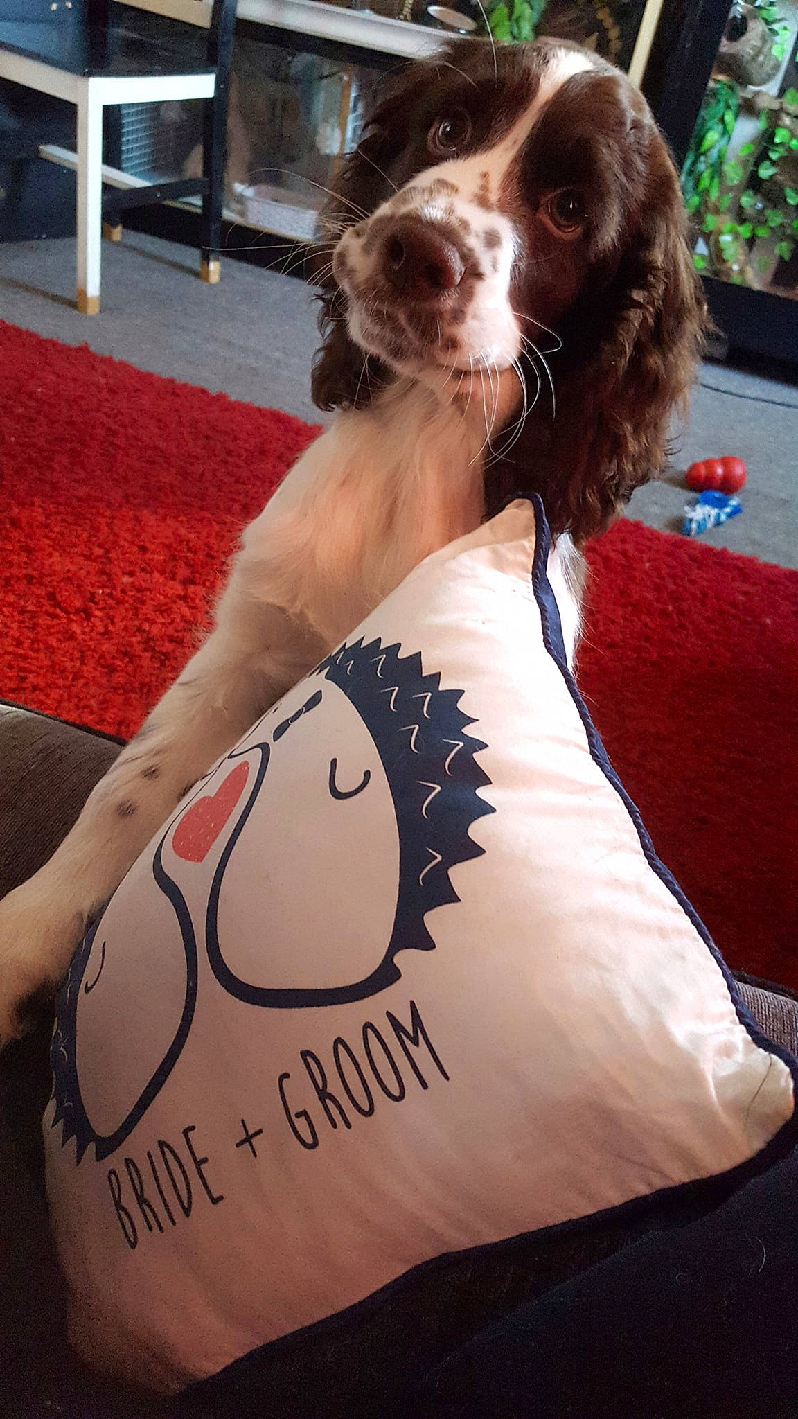 Marley joined the competition — help win amazing prizes! canidae, carnivore, companion_dog, dog, dog_breed, dog_collar, dog_supply, elbow, flesh, french_spaniel, fur, gun_dog, human_leg, liver, plant, sleeve, snout, spaniel, sporting_group, t_shirt
