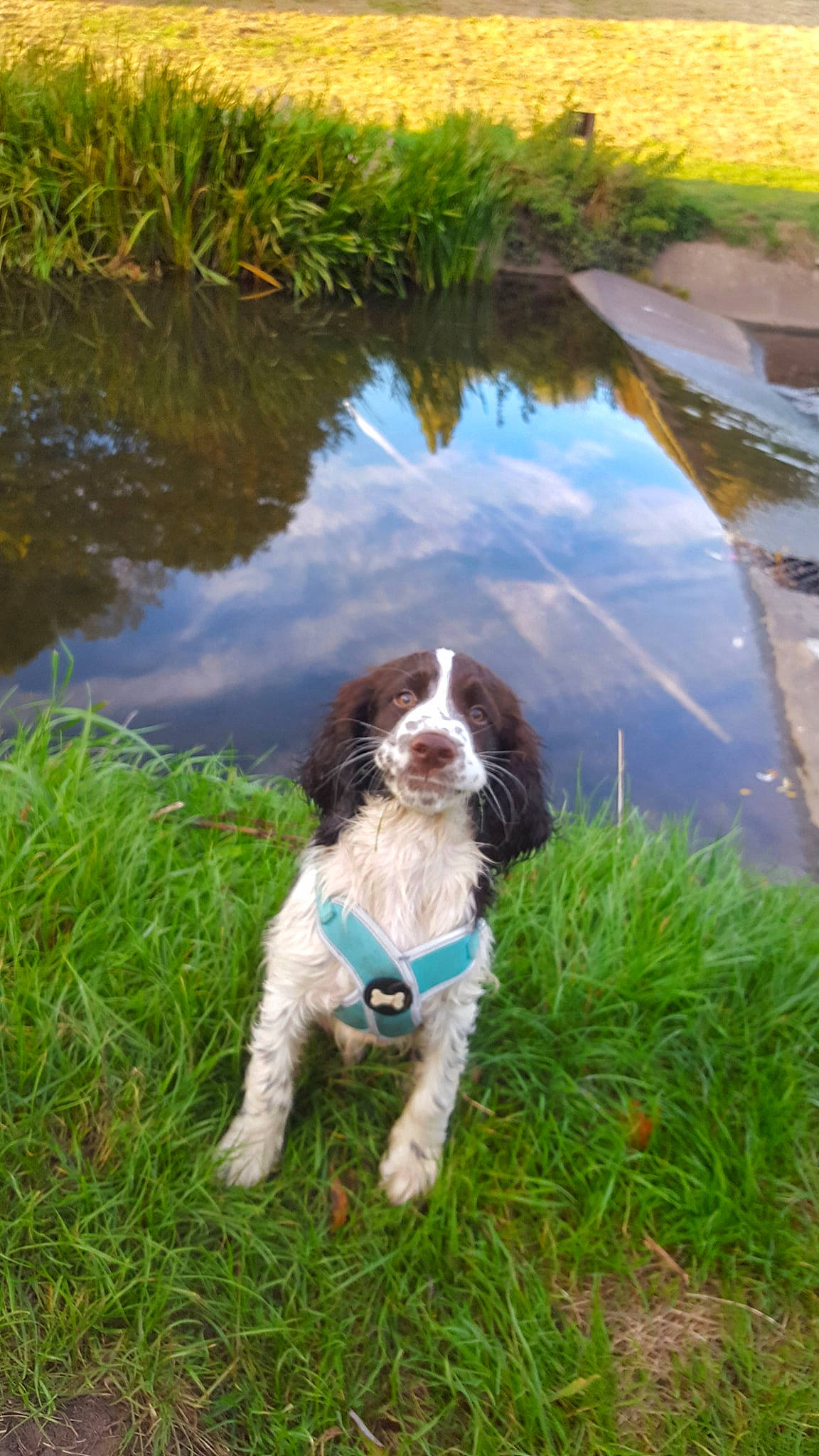 Marley joined the competition — help win amazing prizes! bank, carnivore, cavalier_king_charles_spaniel, companion_dog, dog, dog_breed, fawn, grass, gun_dog, lake, liver, natural_landscape, nature, plant, snout, spaniel, tail, vertebrate, water, watercourse