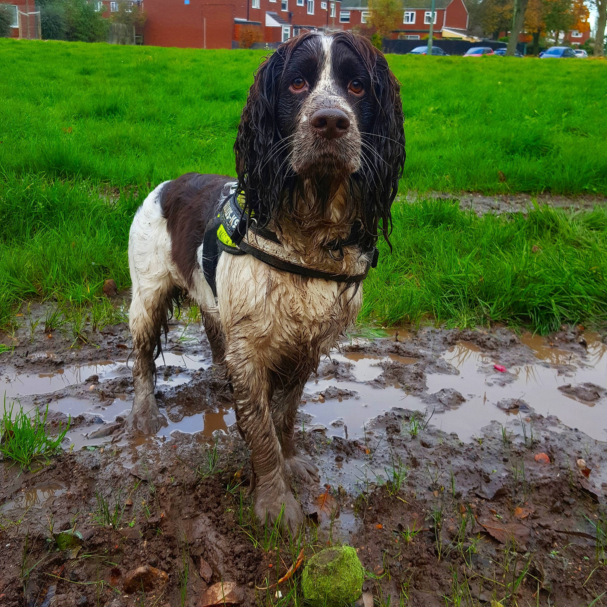 Marley is registered to the contest to win money with this photo: building, canidae, carnivore, collar, companion_dog, dog, dog_breed, dog_collar, grass, gun_dog, liver, plant, snout, soil, spaniel, tail, terrestrial_animal, tree, working_animal, working_dog