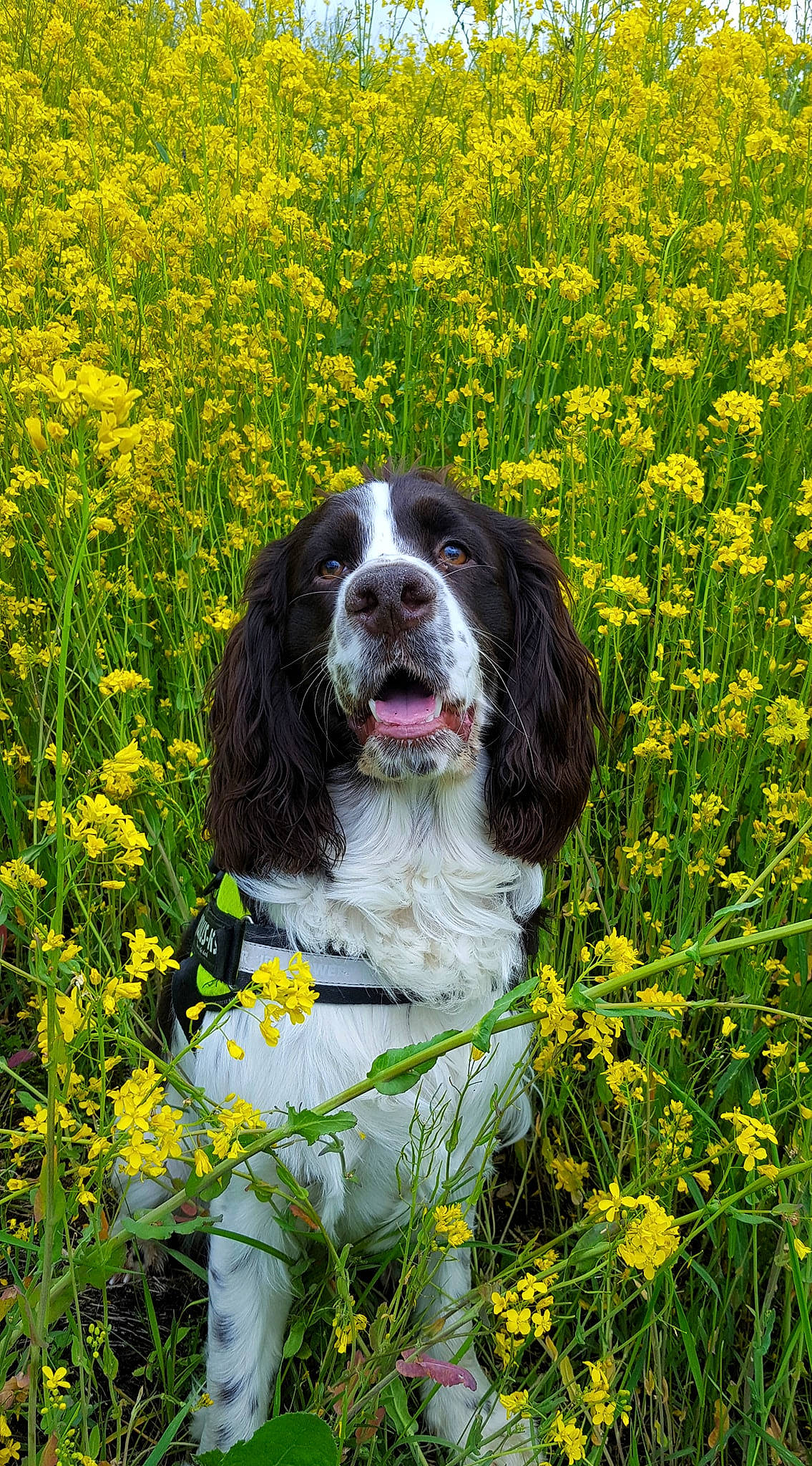 Marley is registered to the contest to win money with this photo: botany, canidae, carnivore, companion_dog, dog, dog_breed, field, flower, flowering_plant, grass, groundcover, gun_dog, herbaceous_plant, people_in_nature, plant, sporting_group, spring, tree, vegetable, yellow