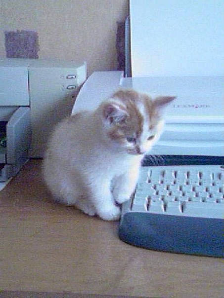 Kizmo joined the competition — help win amazing prizes! carnivore, cat, comfort, computer, computer_keyboard, domestic_short_haired_cat, fawn, felidae, floor, flooring, hardwood, home_appliance, output_device, peripheral, personal_computer, small_to_medium_sized_cats, snout, tail, whiskers, wood