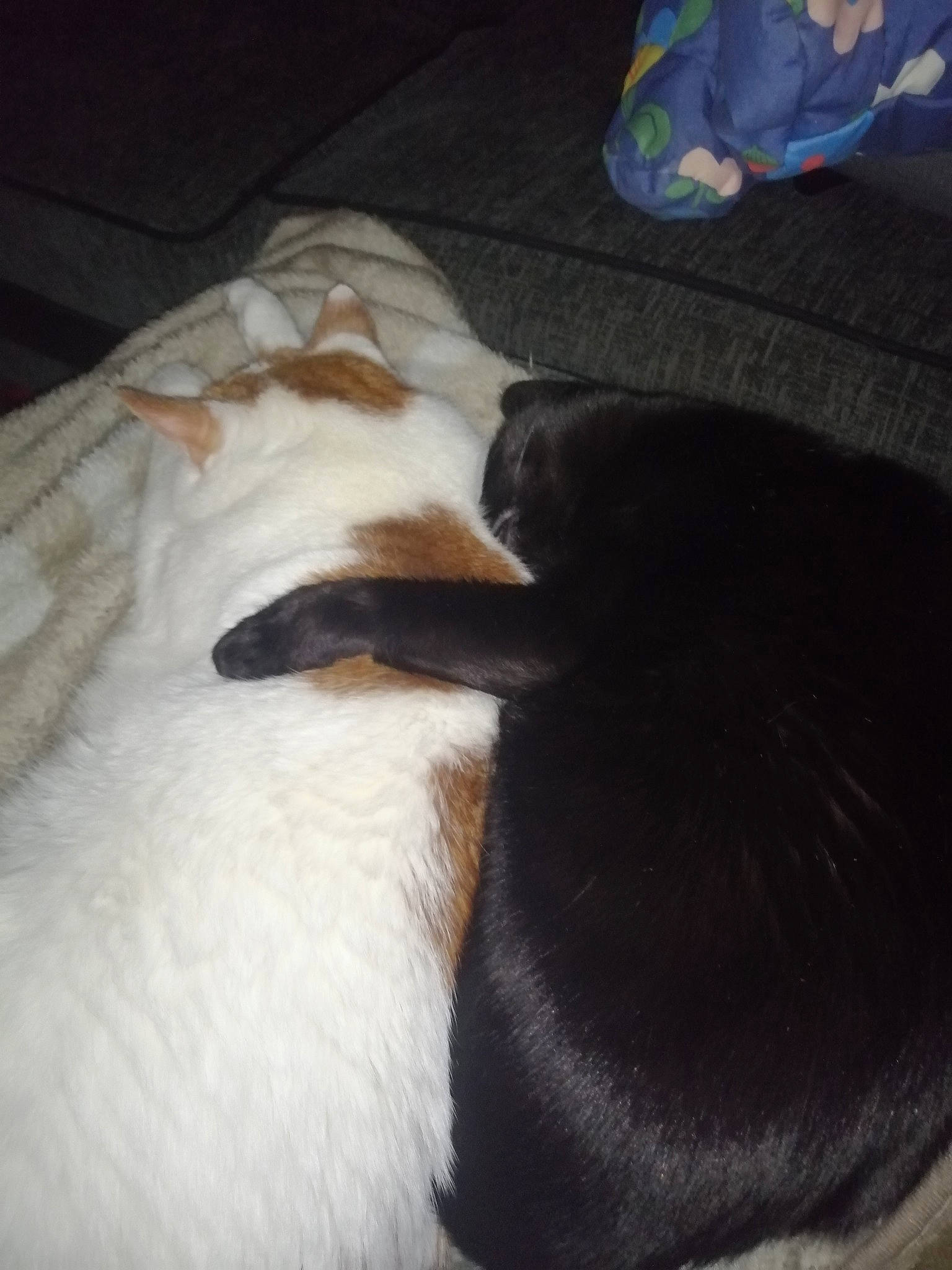 Kizmo joined the competition — help win amazing prizes! blanket, carnivore, cat, comfort, companion_dog, dog_breed, duvet, fawn, felidae, flooring, fur, hardwood, linens, paw, puppy, small_to_medium_sized_cats, snout, tail, terrestrial_animal, whiskers