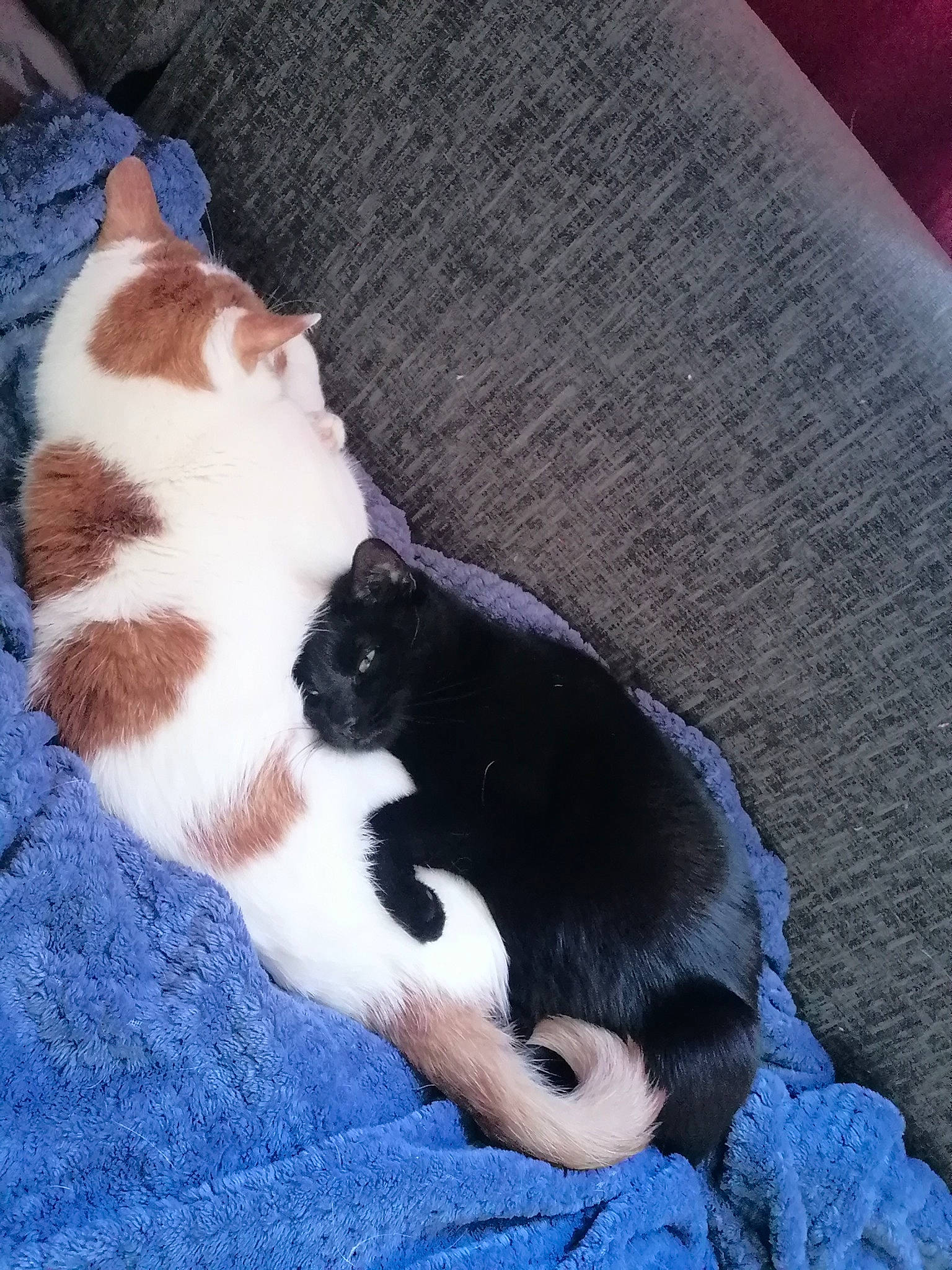 Kizmo is registered to the contest to win money with this photo: carnivore, cat, claw, comfort, domestic_short_haired_cat, electric_blue, felidae, foot, fur, hardwood, human_leg, lap, nap, pattern, paw, small_to_medium_sized_cats, snout, tail, whiskers, wood