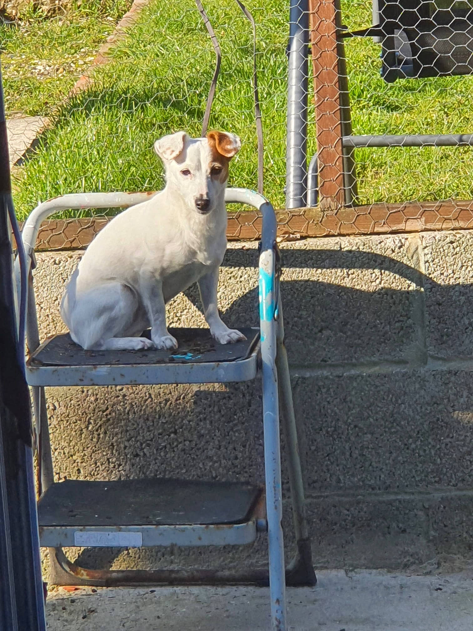 Dolly is registered to the contest to win money with this photo: canidae, carnivore, companion_dog, cow_goat_family, dog_breed, fawn, fence, goats, grass, livestock, mesh, metal, plant, snout, sporting_group, suidae, tail, terrestrial_animal, wire_fencing, working_animal