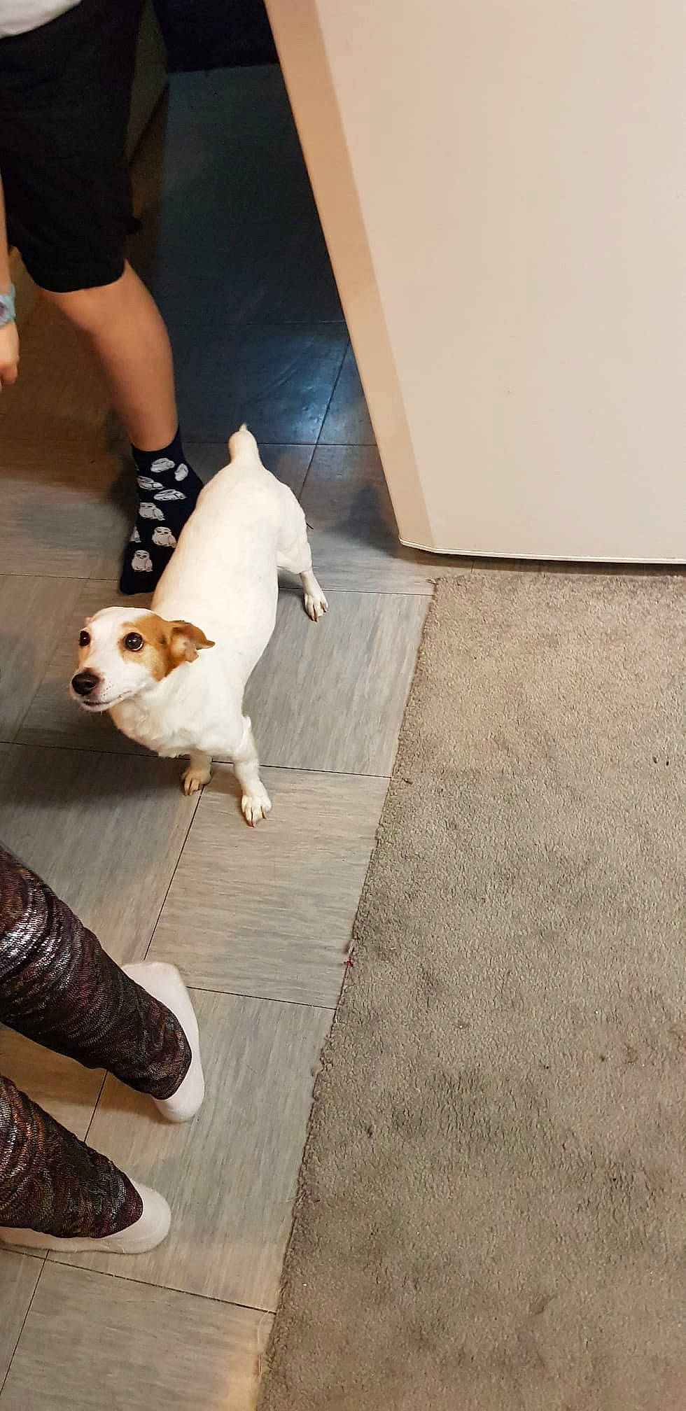 Dolly joined the competition — help win amazing prizes! carnivore, comfort, companion_dog, dog, dog_breed, fawn, floor, flooring, foot, hardwood, human_leg, knee, leg, shoe, sneakers, snout, tail, toy_dog, wood, working_animal