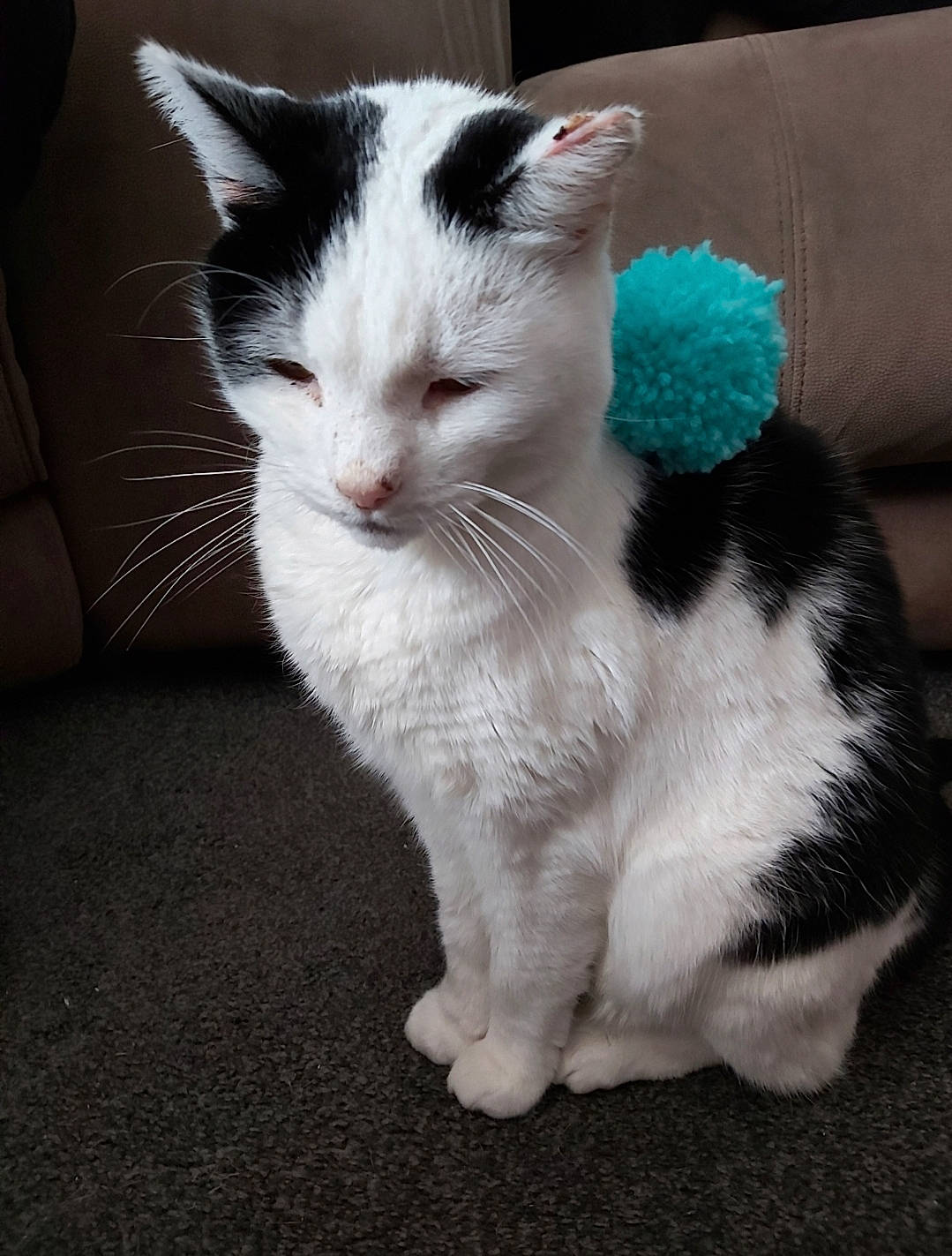 Missy is registered to the contest to win money with this photo: carnivore, cat, claw, domestic_short_haired_cat, eye, felidae, flooring, foot, fur, paw, sitting, small_to_medium_sized_cats, snout, tail, terrestrial_animal, whiskers, window