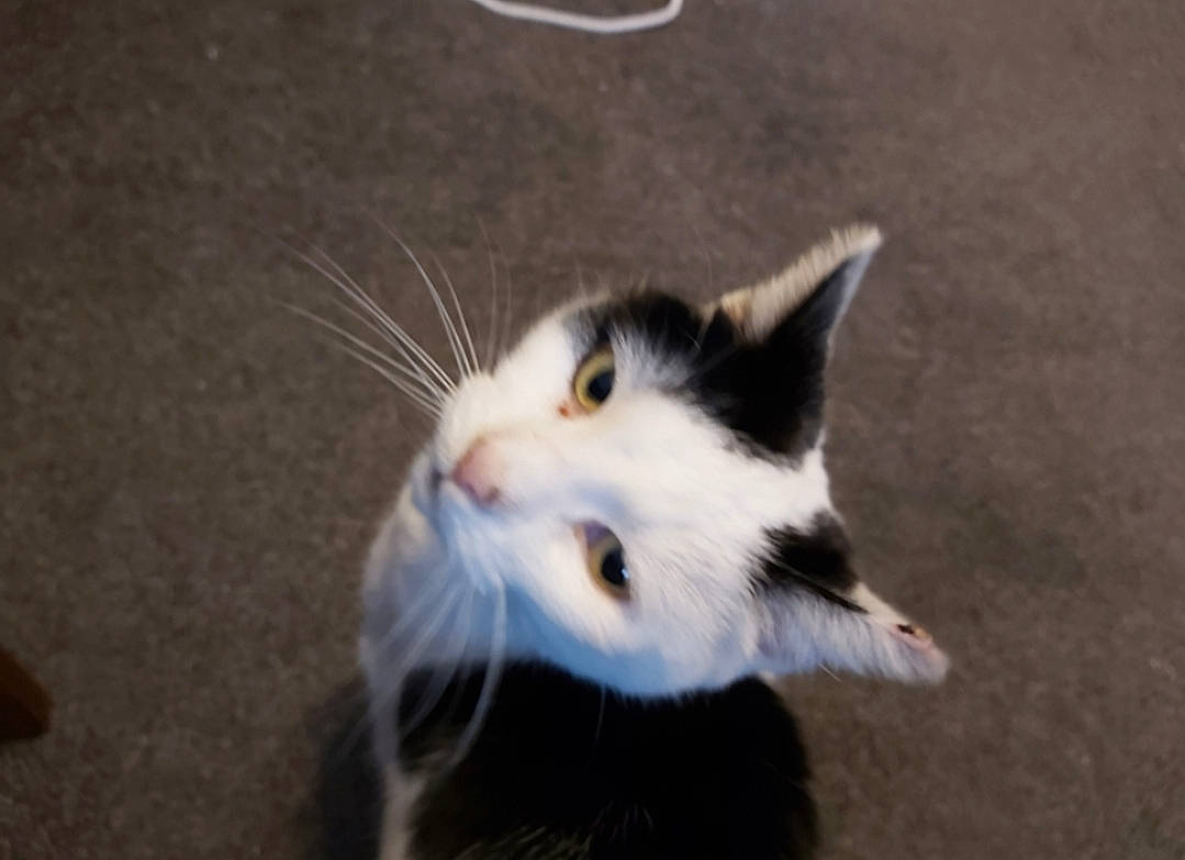 Missy joined the competition — help win amazing prizes! carnivore, cat, domestic_short_haired_cat, felidae, fur, small_to_medium_sized_cats, snout, tail, whiskers