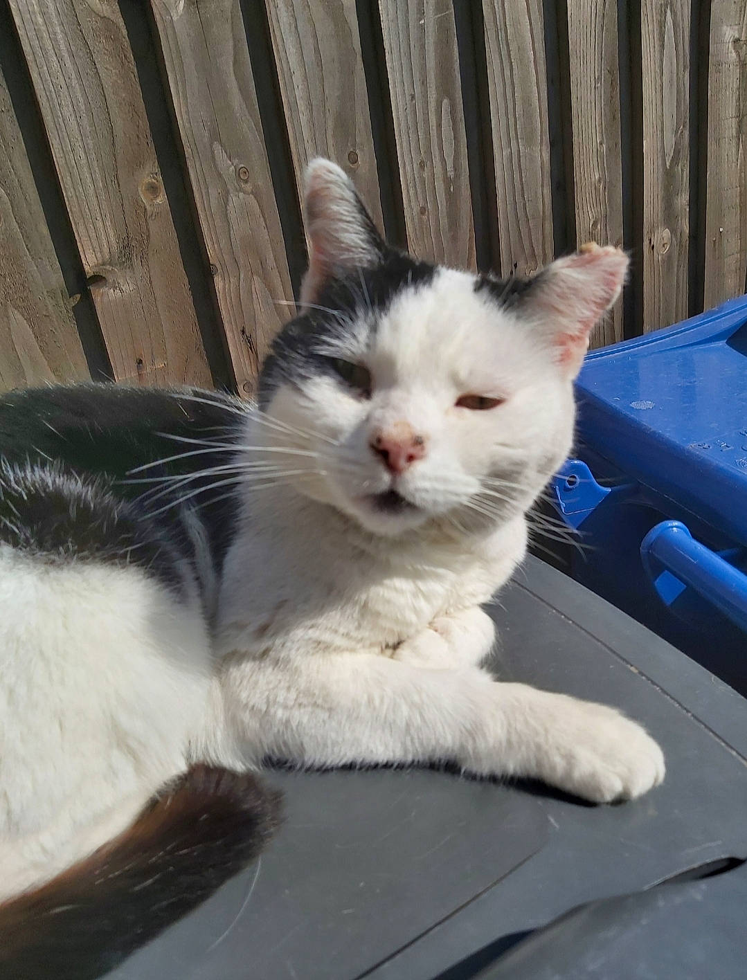 Missy is registered to the contest to win money with this photo: animal_shelter, carnivore, cat, claw, comfort, domestic_short_haired_cat, door, eye, felidae, fur, paw, sitting, small_to_medium_sized_cats, snout, tail, whiskers, wood