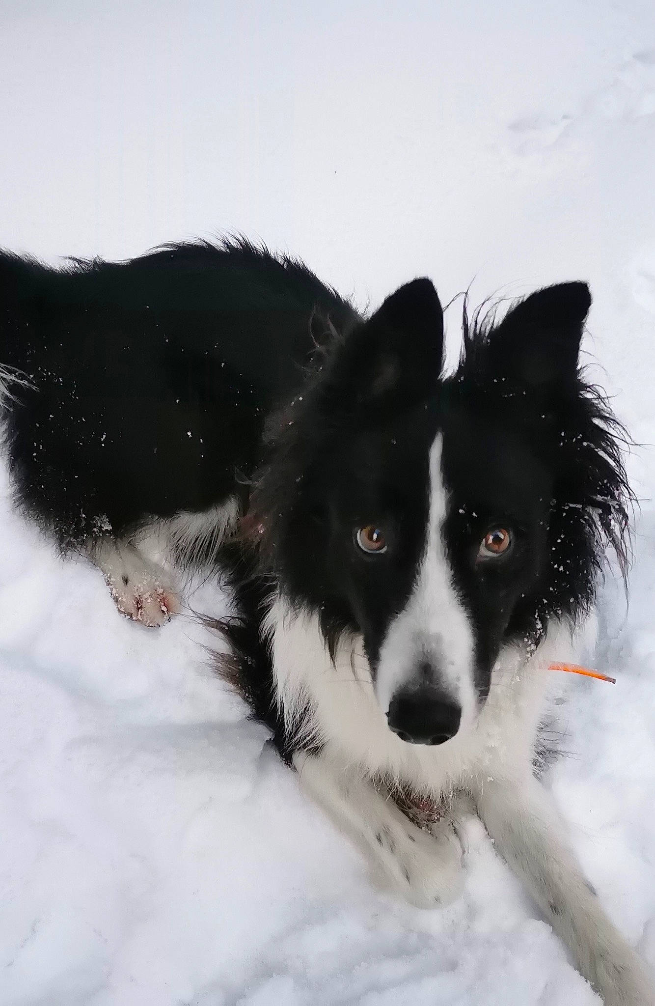 Fidji a rejoint le concours — aidez-le/la à gagner de superbes lots ! ancient_dog_breeds, australian_collie, border_collie, canidae, carnivore, companion_dog, dog, dog_breed, fur, herding_dog, mcnab, snout, snow, sporting_group, winter, working_animal, working_dog