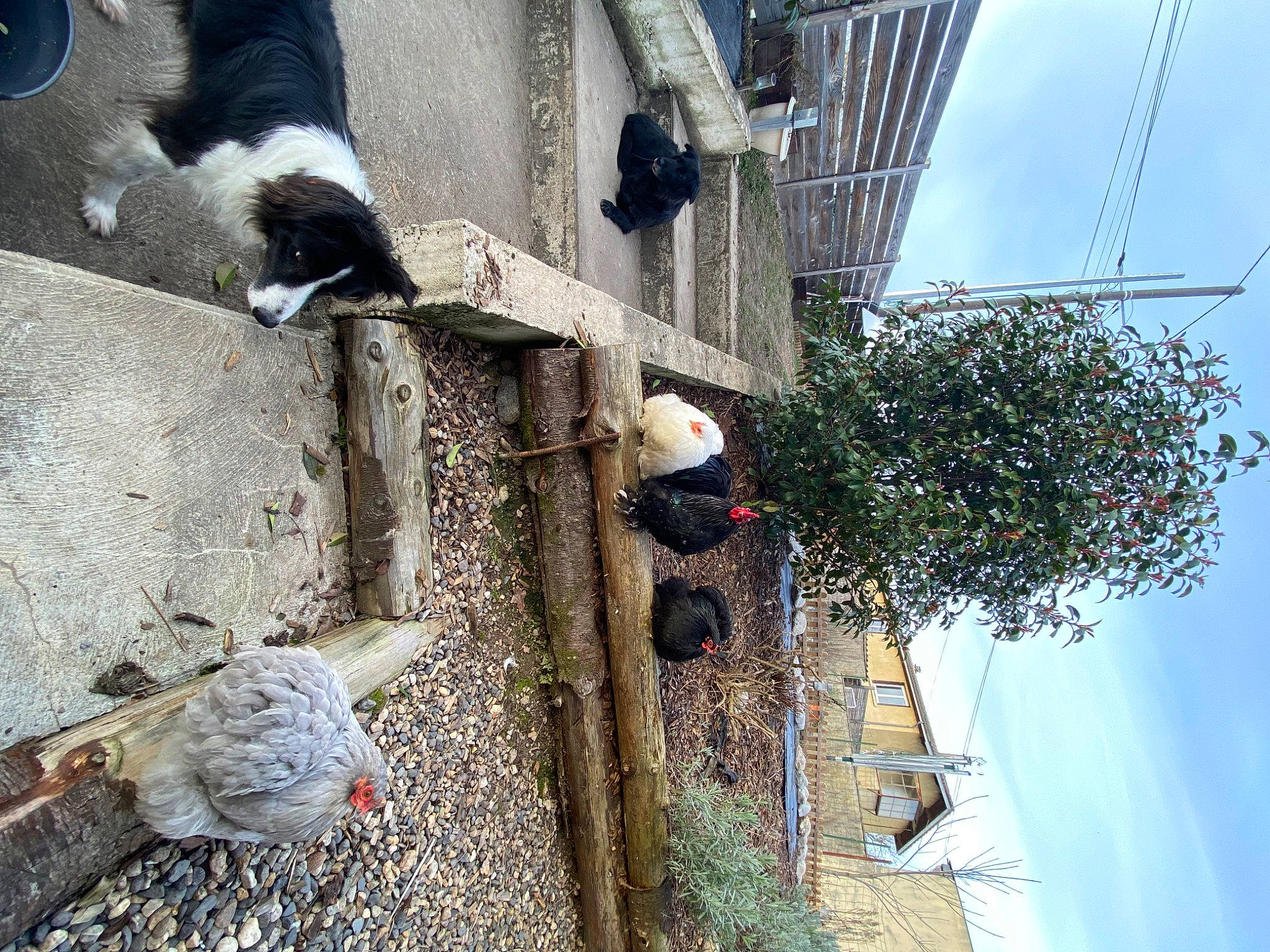Fidji participe au concours pour gagner de l'argent avec cette photo : building, composite_material, concrete, electrical_supply, electricity, facade, fur, house, overhead_power_line, plant, pole, public_utility, roof, sky, slope, vertebrate, window, wire, wood, world