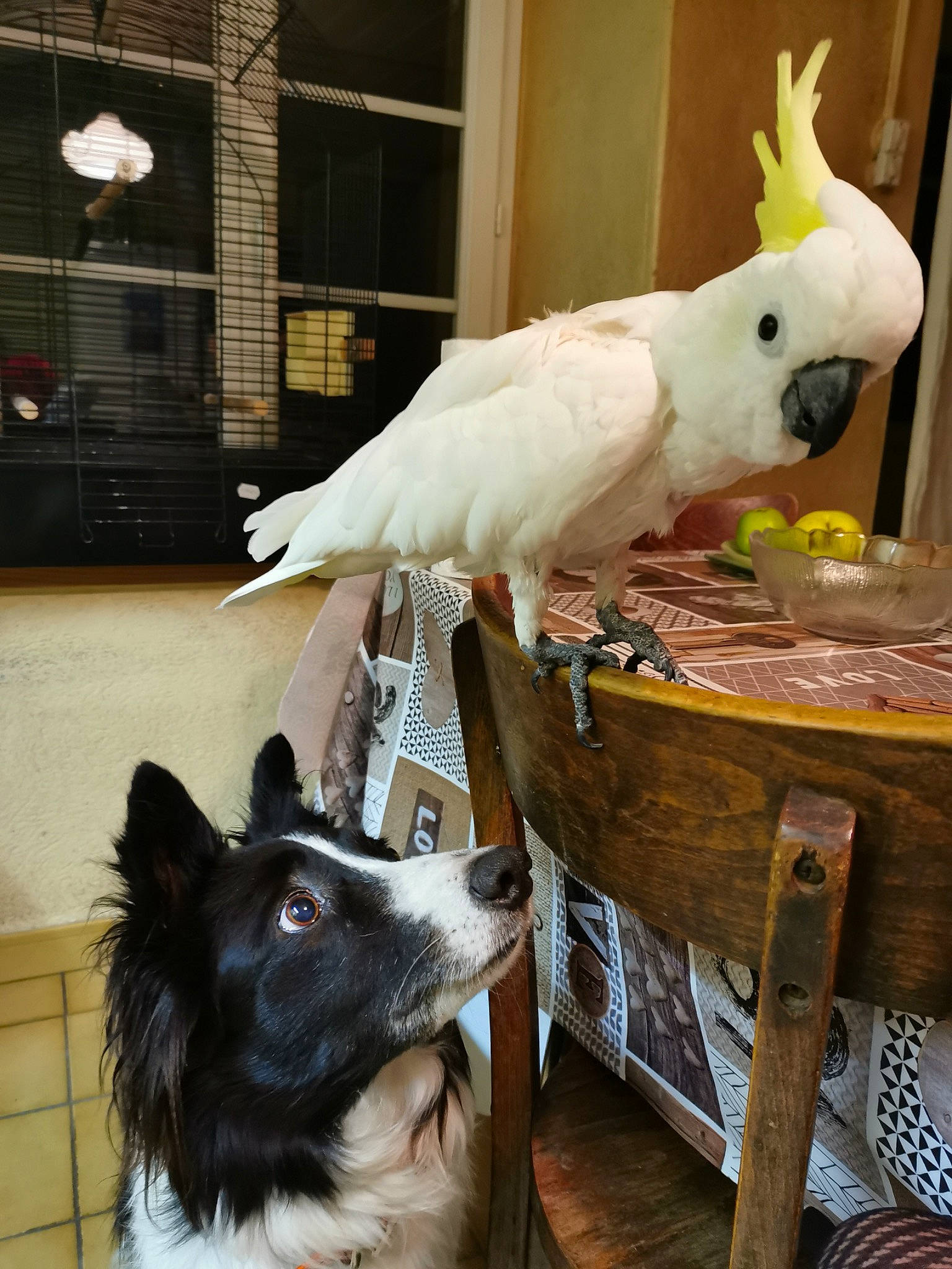 Fidji a rejoint le concours — aidez-le/la à gagner de superbes lots ! beak, bird, cockatoo, companion_dog, dog, event, feather, flooring, fur, hardwood, herding_dog, parrot, pet_supply, room, sulphur_crested_cockatoo, table, tail, window, wing, wood