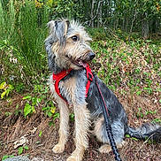 Tanaos a rejoint le concours — aidez-le/la à gagner de superbes lots ! alert, animal, bushes, canine, daylight, dog, forest, fur, greenery, harness, leash, nature, outdoor, pet, rocks, scruffy, sitting, tongue_out, trail, trees