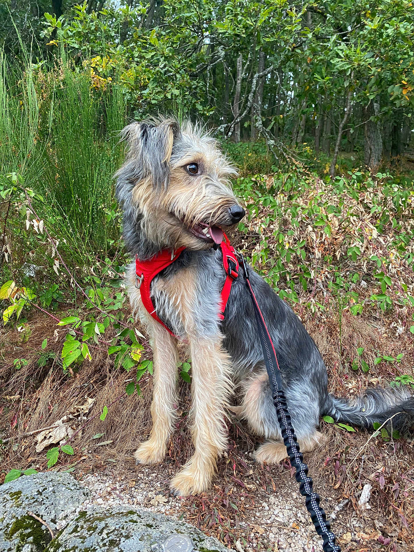 Tanaos a rejoint le concours — aidez-le/la à gagner de superbes lots ! alert, animal, bushes, canine, daylight, dog, forest, fur, greenery, harness, leash, nature, outdoor, pet, rocks, scruffy, sitting, tongue_out, trail, trees